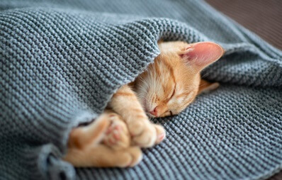 Schlafende rote Katze liegt eingerollt unter einer grauen Decke und träumt friedlich