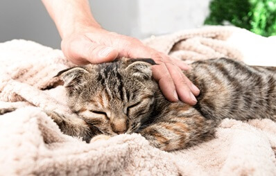 Katzenschnupfen