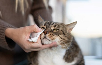 Katzenschnupfen