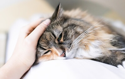 Katzenschnupfen