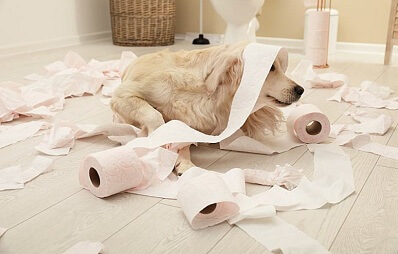 Kotuntersuchung bei Hund und Katze