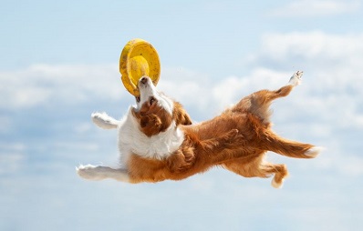 Kreuzbandriss beim Hund