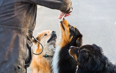 Hunden und Katzen Leber füttern