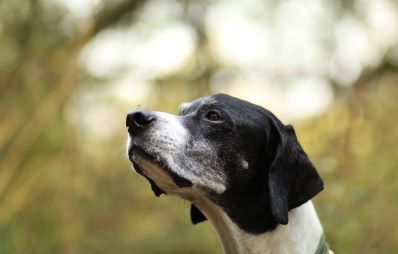 Leishmaniose beim Hund