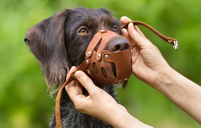 Maulkorb in der Tierarztpraxis