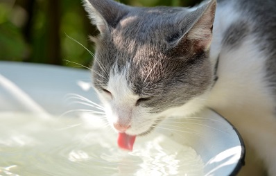 Niereninsuffizienz bei der Katze