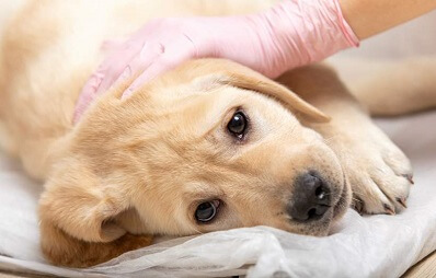 Parvovirose beim Hund