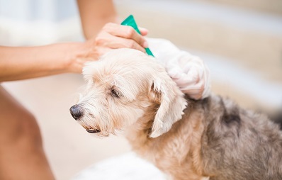 Permethrin: Giftig für Katzen