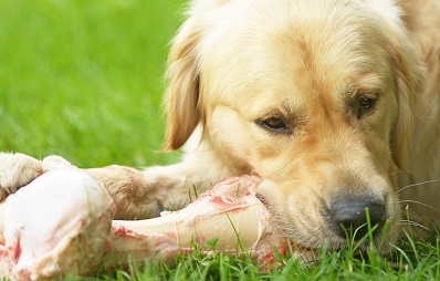 Prey-Fütterung für Hunde