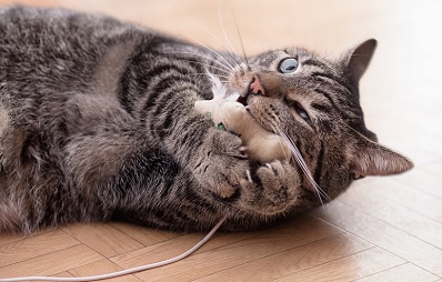 Prey-Fütterung für Katzen