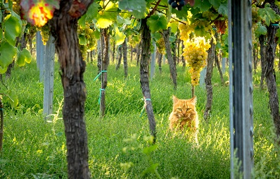Weintrauben und Rosinen-Vergiftung bei Hunden und Katzen