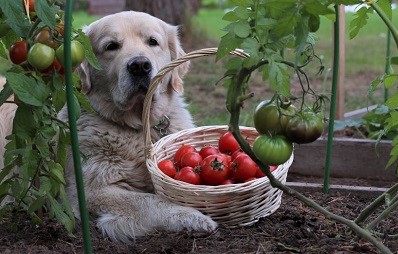 Solanin - grüne Tomaten sind für Hunde giftig