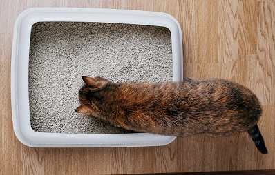 Struvitsteine bei Katzen