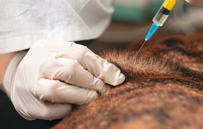 Ständige Impfkommission für Hund und Katze