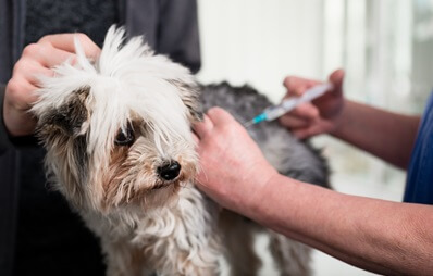 Tollwutimpfung bei Hund und Katze