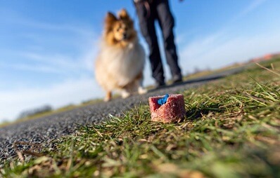 Vergiftung bei Hunden