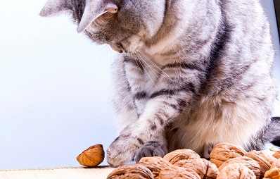 Katzenernährung mit Nüssen bedenklich