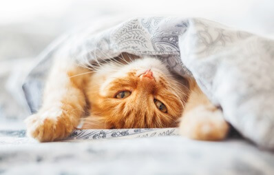 Entspannte rote Katze liegt unter einer Decke und schnurrt zufrieden