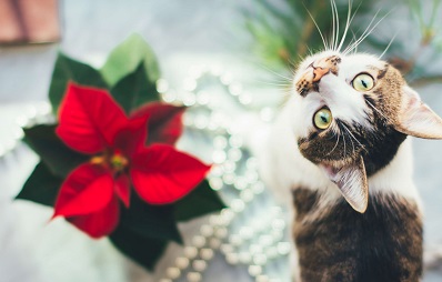 Weihnachtsstern giftig für Katzen und Hunde