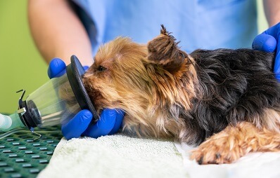 Narkose bei Hunden und Katzen