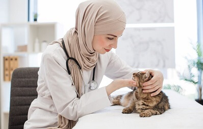 Wie oft mit Hund und Katze zur Tierarztpraxis?
