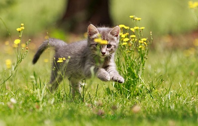 Wie viel Bewegung brauchen Katzen