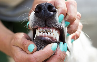 Zahnspange bei Hunden