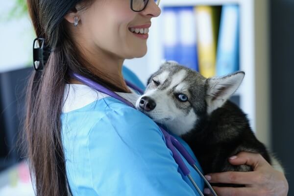 Husky auf dem Arm einer Tierärztin