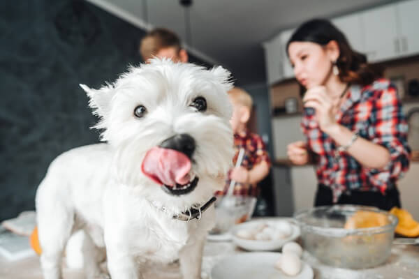 Kleiner weißer Hund in der Küche leckt sich das Maul neben einer Familie beim Kochen