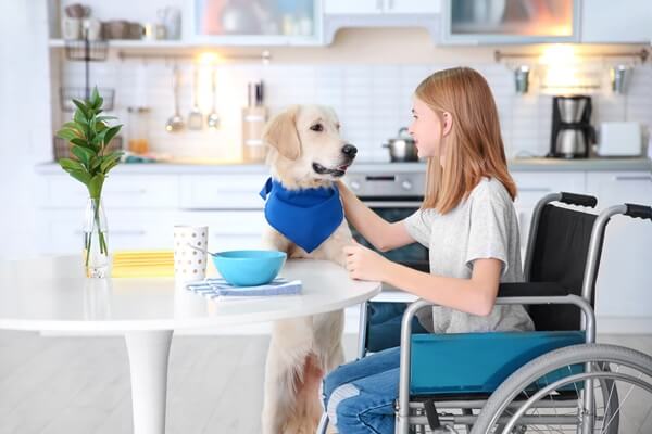 Kind im Rollstuhl füttert einen Golden Retriever in einer modernen Küche