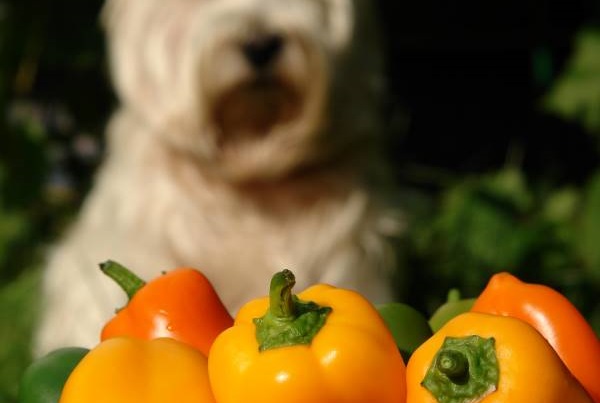 Dürfen Hunde Paprika essen? Orangene Paprika mit Hund