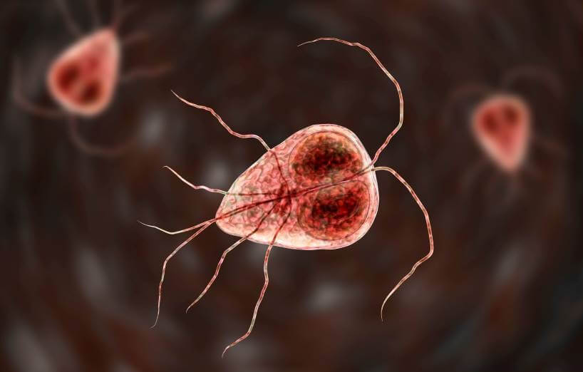 Giardien bei der Katze