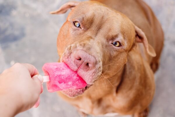 Brauner Hund schleckt an einem pinken Hunde-Eis am Stiel