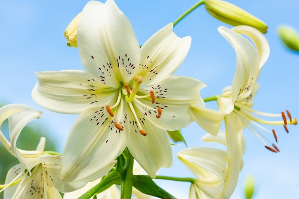 Giftige Lilien für Hunde und Katzen Belladonna/Amaryllis AGILA
