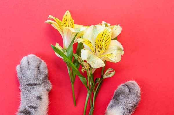Giftige Lilien für Hunde und Katzen Belladonna/Amaryllis AGILA