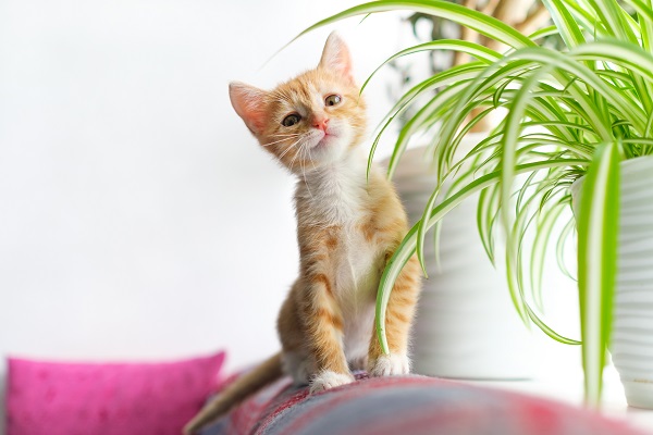 Giftige Lilien für Hunde und Katzen Belladonna/Amaryllis AGILA