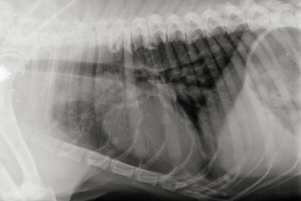 Röntgenbild vom Brustkorb eines Hundes oder einer Katze.