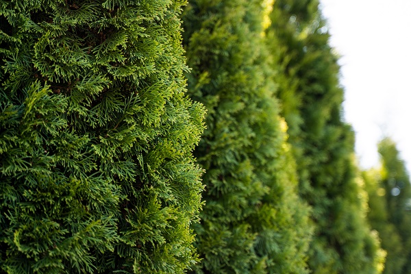 Heilmittel oder Gift Ist Thuja giftig für Hunde und Katzen? AGILA