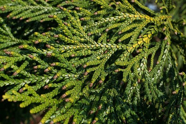 Heilmittel oder Gift Ist Thuja giftig für Hunde und Katzen? AGILA