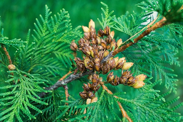 Heilmittel oder Gift Ist Thuja giftig für Hunde und Katzen? AGILA