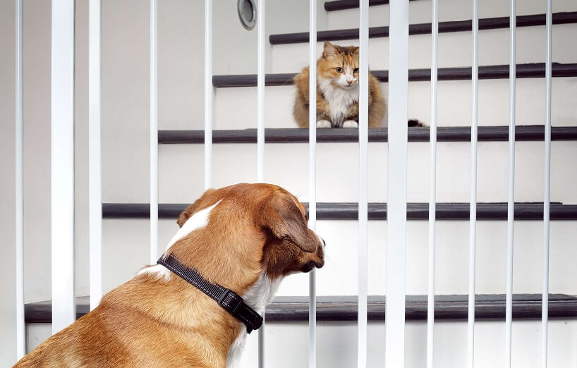 Informationen über Absperrgitter für Hunde