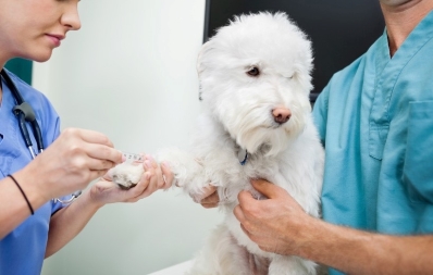 Gebührenordnung für Tierärzte