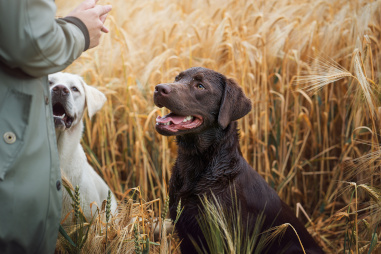 Hund mit Hundetrainerin 