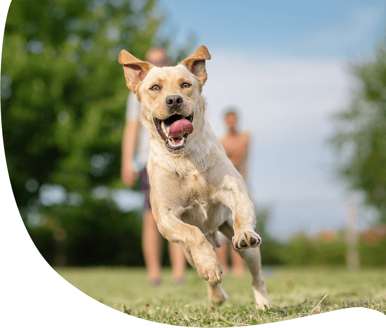 Hundeversicherung
