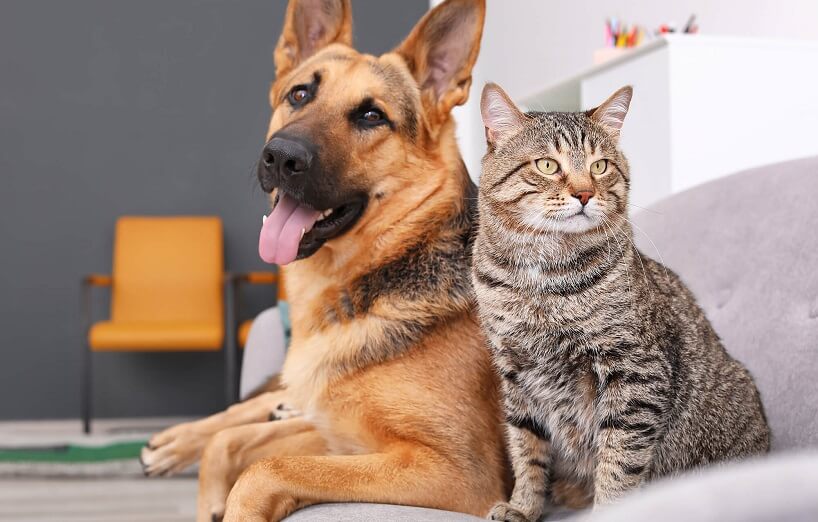 Hunde und Katzen: Verhalten und Erziehung im Fokus
