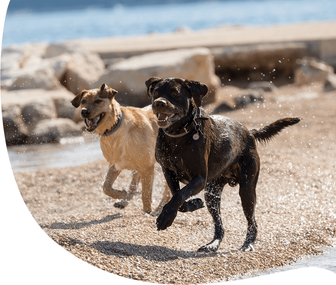 Hundeversicherung