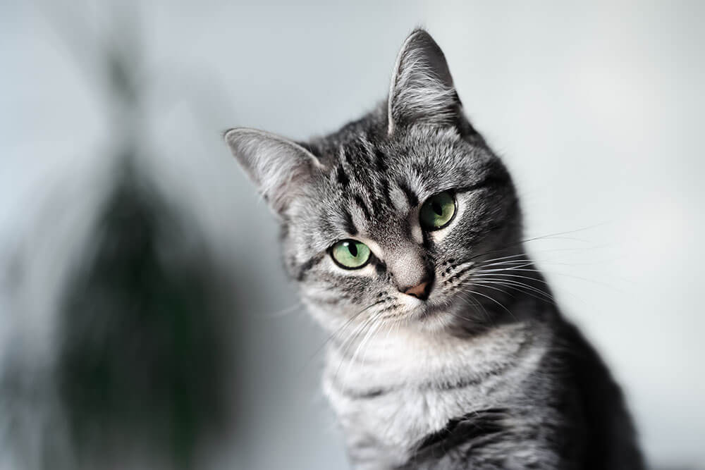 Katzenversicherung-mobile