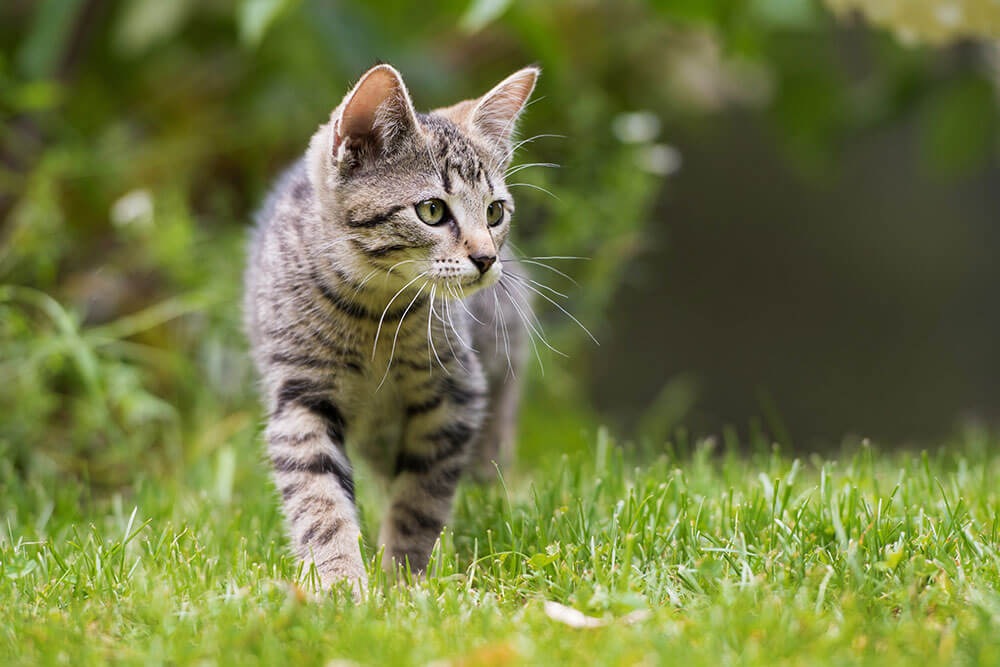 Katzenversicherung-mobile