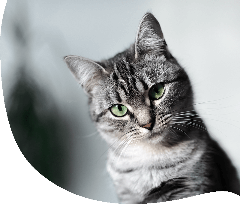 Katzenversicherung