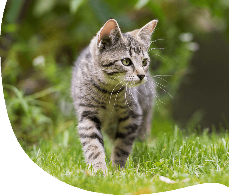 Katzenversicherung